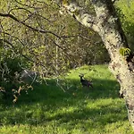 Istria 게스트하우스