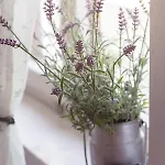 Istria 트루스케