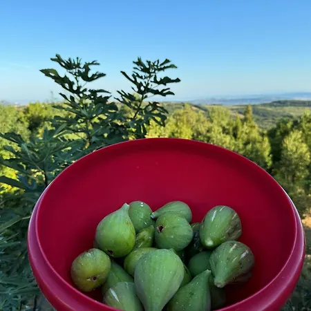 Πανσιόν Istria